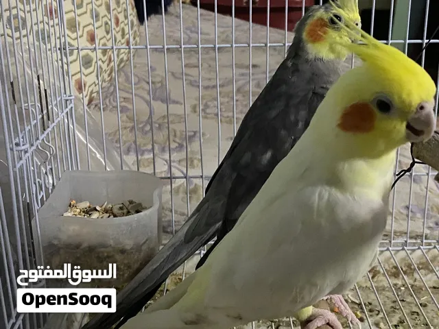 كوكتيل ليف