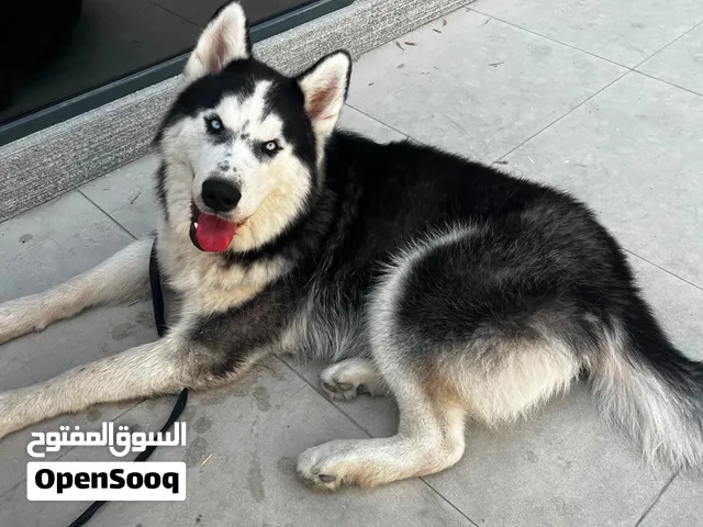 Stunning Blue-Eyed Siberian Husky Loving Male Responsible Home Needed