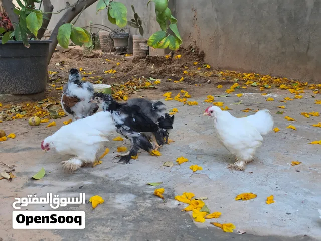 زوز براهما وزوز استرالي