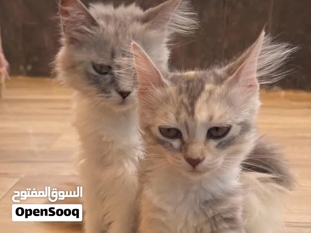 قطط لطيفة للتبني