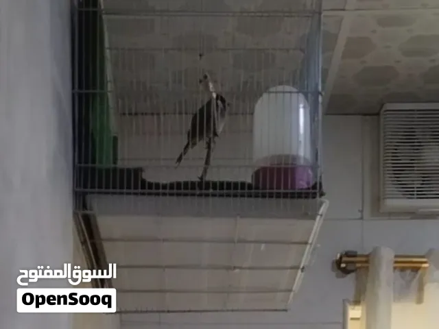 بلبل وحشي مال ابو الخصيب رجليه ملح وحشي سعره 45 وبيه مجال حك جيه راسلني ادزلك تصويره
