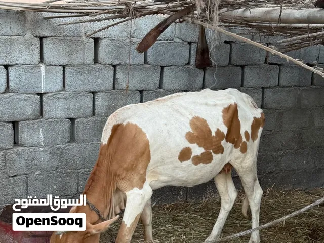 بقرة عمانية