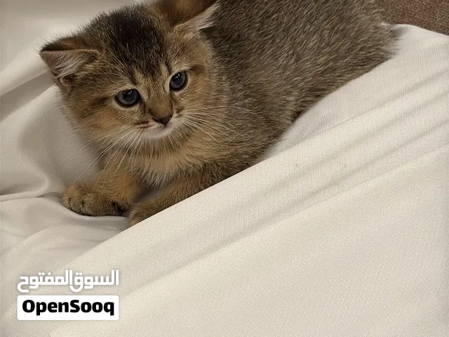 قط سكوتش ستريت