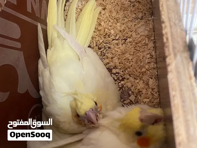 مبيضات تلاثه