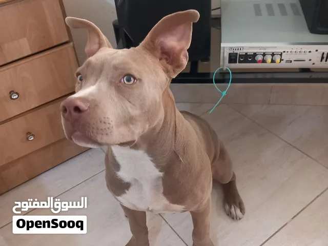 pitbull red nose 6 months old