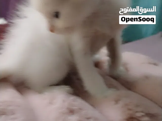 قط ذكر الام هملاية والاب  تركي  للبيع