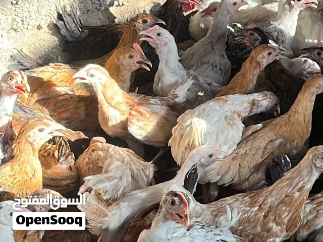 صقيوات عمانيات كبار للبيع لواحد بريال وميتين
