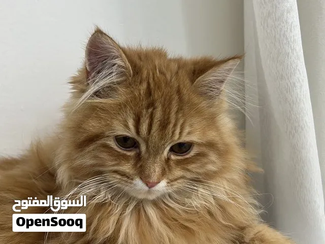 Many cats