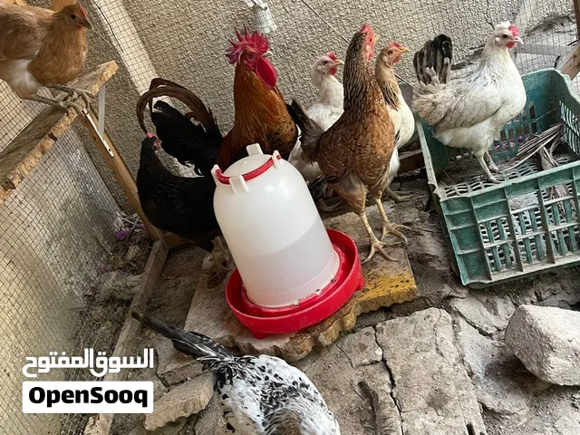7دجاجات وديج للبيع كلهم بياضات عدا وحده عله وجه بياض تفاصيل بل وصف