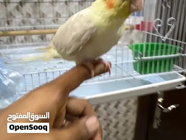 للبيع كروان نثيه اليفه اليفه