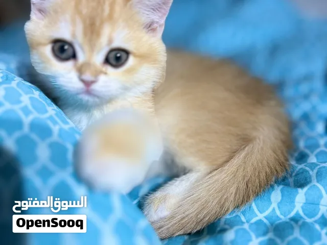 قطط سكوتش غولد مستوى عالي