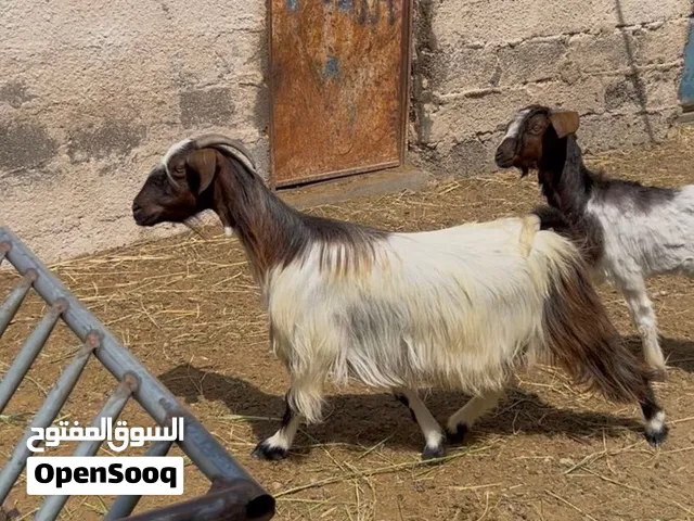 شاه طيبه لتربيه