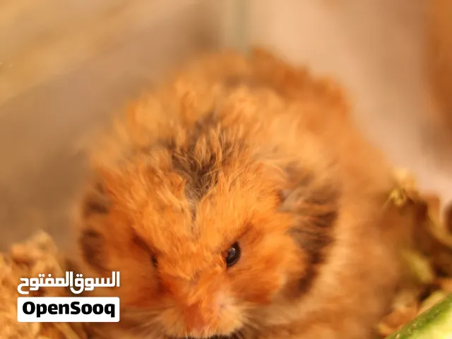 هامستر اليف بني