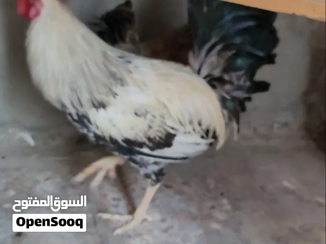 ديج ودجاجه دندراوي