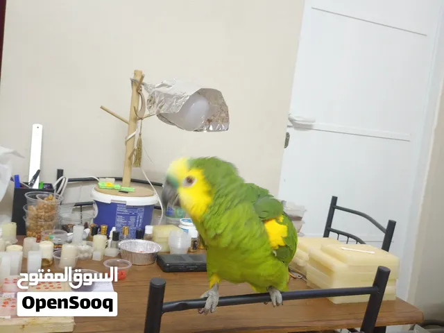 ببغاء امازوني