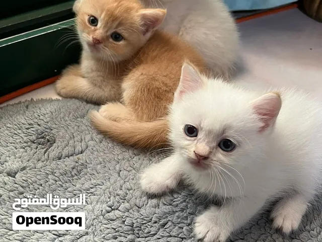 قطط سكوتش فولد + مون فيس العمر شهر  حالتهم الصحيه  ممتازه جدا متعودين ع اللتر بوكس