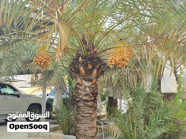 للبيع - نخلة خلاص سعودي أصيل ممتازة