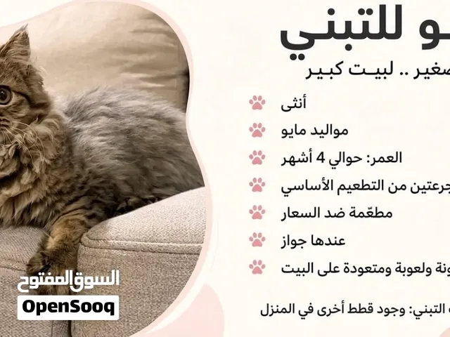 قطه شيرازيه عمره 4 شهور