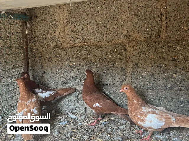 للبيع حقم سوالوه ، الوصف مهم