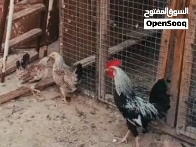 للبيع دجاج دندرواي كويتي اصلي