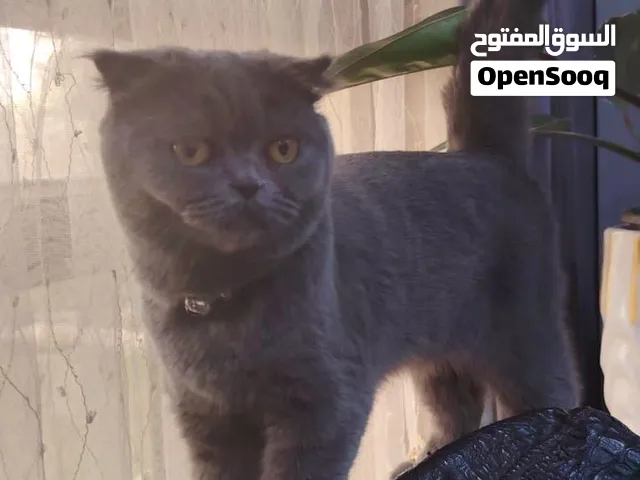 قطه سكوتش فولد نقي بريطاني للبيع
