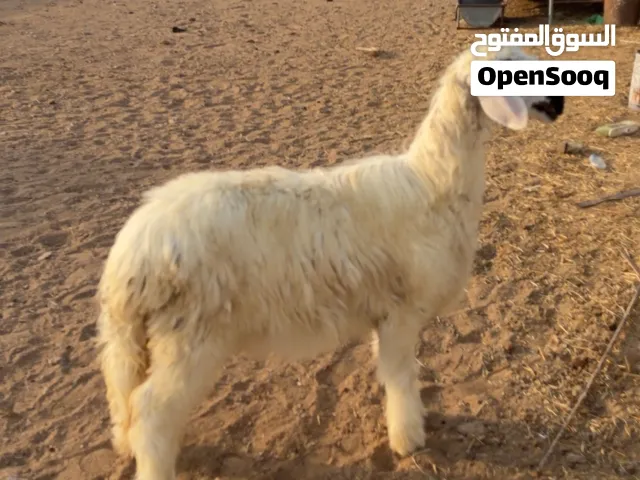 حمله نجدية رمليه بيور
