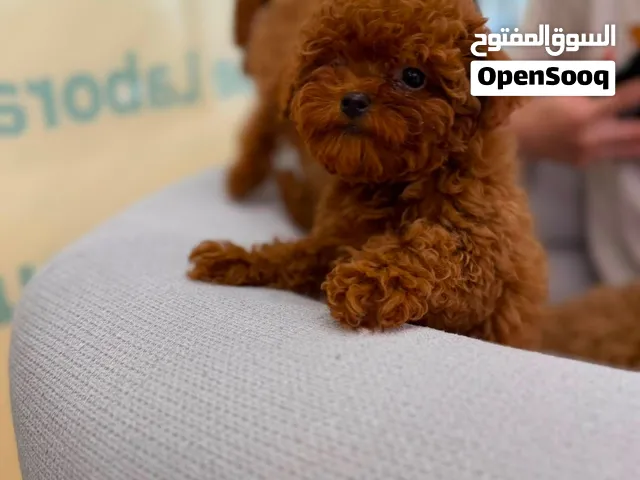 Toy Poodle