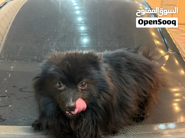 كلب بوبمريان