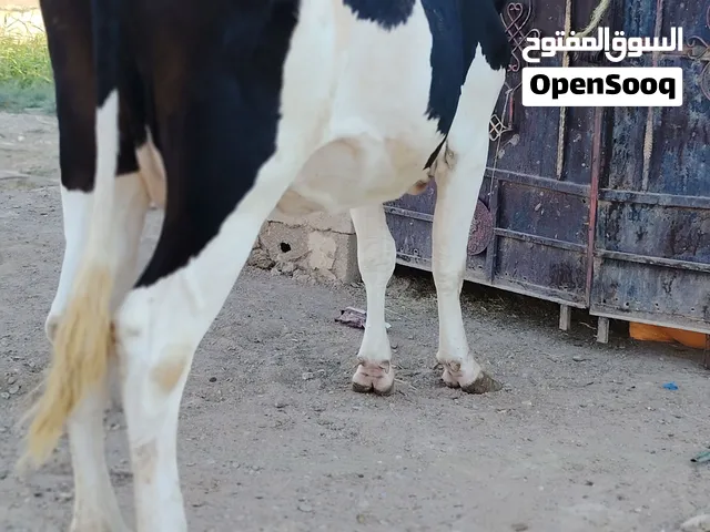 جبار الفهداوي