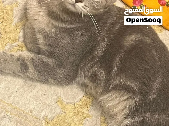 قط للبيع ً