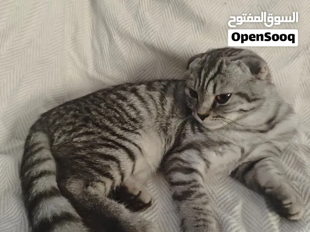 سكوتش فولد تبني