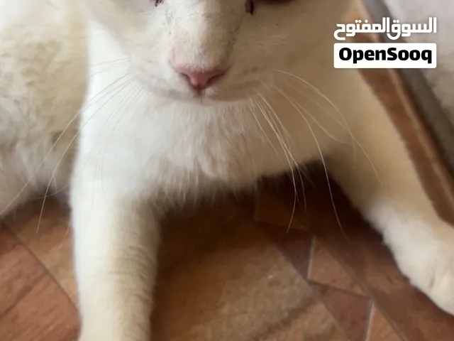 قطه شرازيه جميله