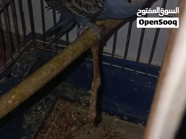 متوفر بقلينو دكر بقلينو للبيع بي 40 بس