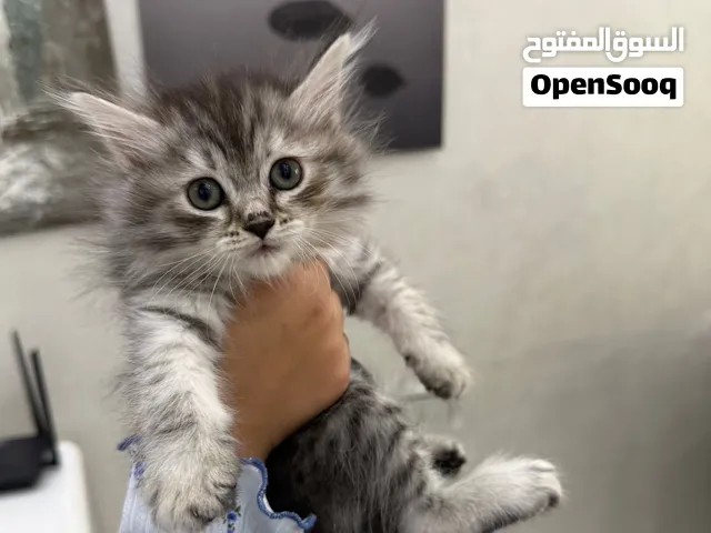 شيرازي بيور