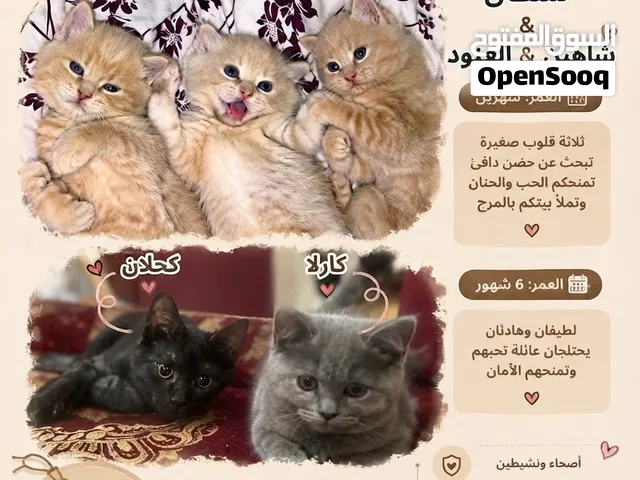 قطط للتبني برسوم بسيطه