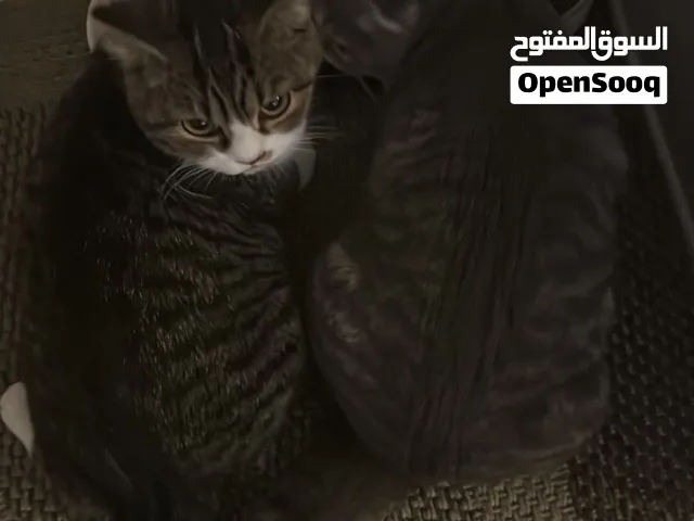 2 Scottish fold kittens for sale both are siblings and there the same age which is 7 months old.