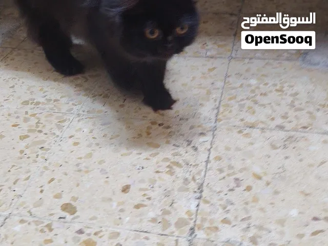 قطه هملايا لون اسود ماخذه جميع المطاعيم