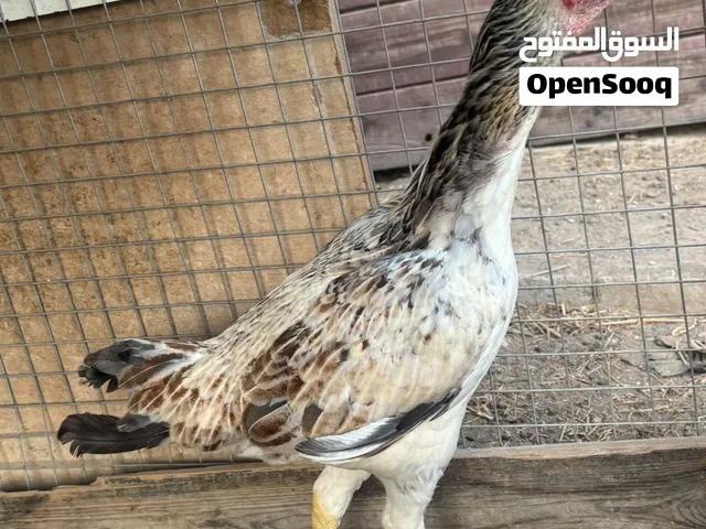 منتجات كل وحده وسعرها