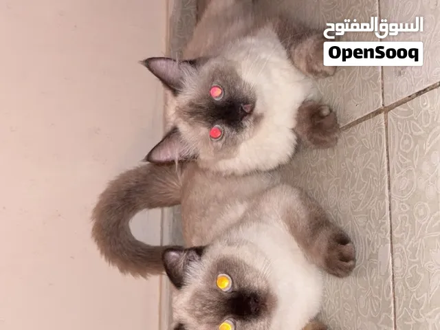 قطط امورهن طيبه  واليفات