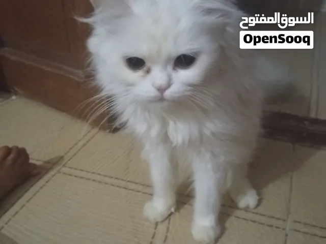 قطه للبيع ...