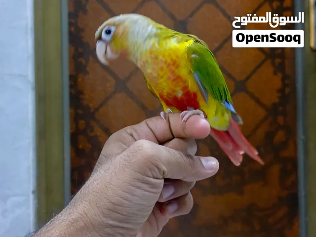 كنيور انناس اليف