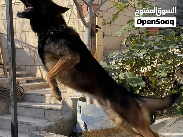 جراء بلجم مالينوا ابناء (tiger) نخبة كلاب الحراسه والعسكريه ذكاء وقوة مفرطه