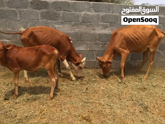 3 ابقار  اعمار صغار عجلة وبقرة ولده عجل
