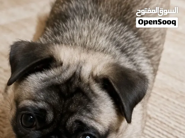 نتايه بج حايضه اهالى مستورده حجم مينى مني