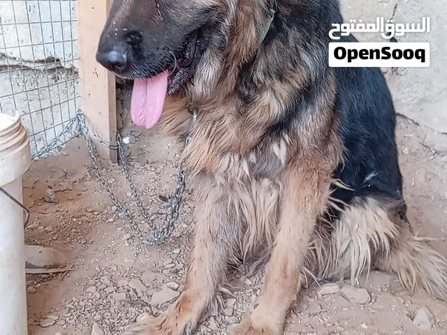 كلاب للبيع