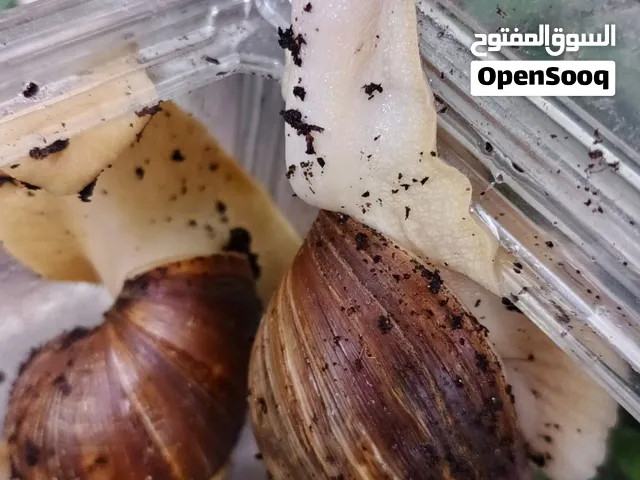 حلزون افريقي
