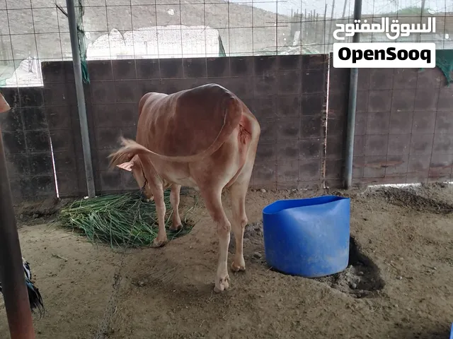 للبيع بقره سمين