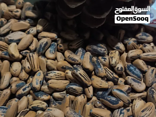 صنوبر بلدي