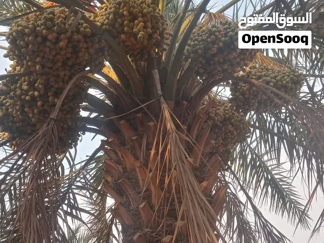 مقاول صرام النخيل في الخرج وتعبئة التمور بالكراتين المقاوله صرام بالكرتون