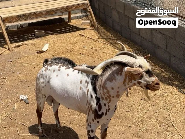 للبيع فحل صلالي